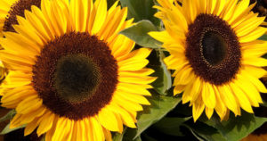 16sunflower670x353ag